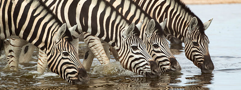 Zèbres qui boivent à un point d'eau