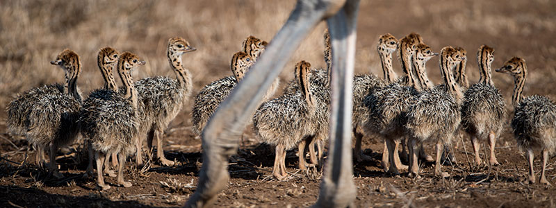 Bébés autruches