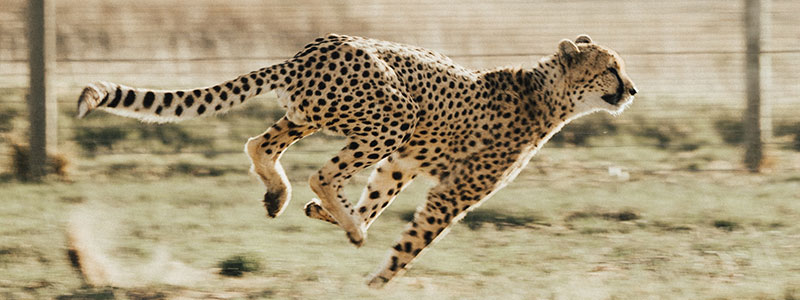 Guépard qui court