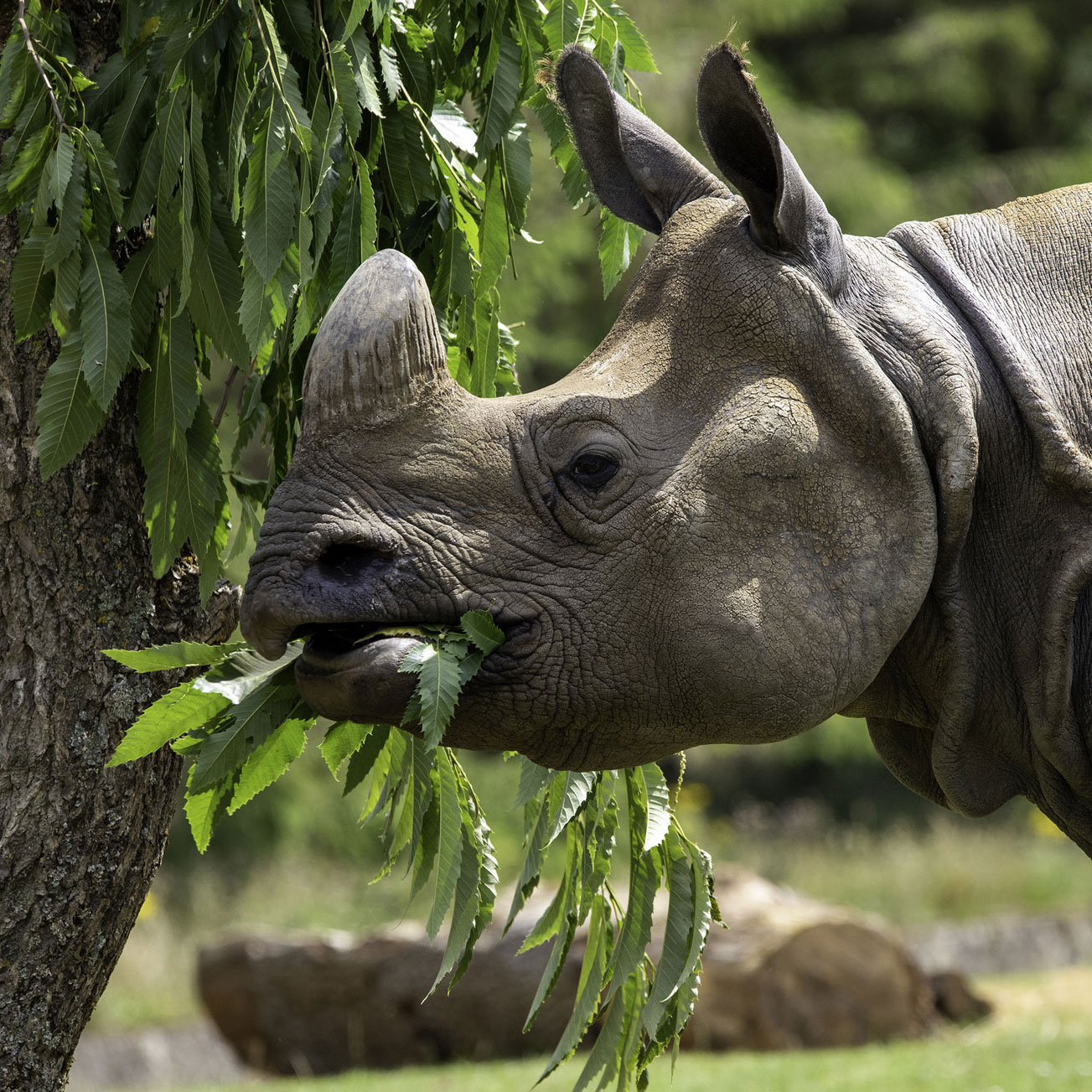 Rhinocéros qui mange des feuilles