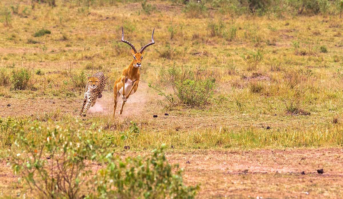 Animaux de la savane